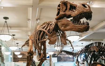 Nova Iorque: Museu Americano de História Natural Ingresso