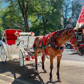 NYC: Passeio de Carruagem Oficial com Guia no Central Park