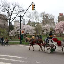 Nova York: Passeio de carruagem pelo Central Park