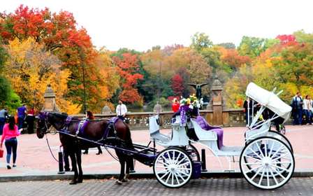 NYC: Passeio de carruagem puxada por cavalos no Central Park (até 4 adultos)