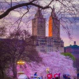 Nova Iorque: incrível passeio de carruagem e cavalo no Central Park com guia