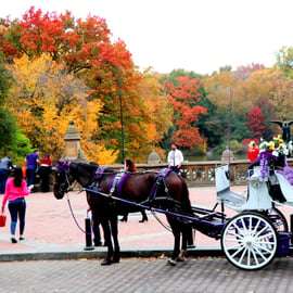 NYC: Passeio guiado de carruagem standard no Central Park (4 adultos)