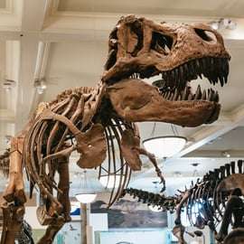 Nova Iorque: Museu Americano de História Natural Ingresso