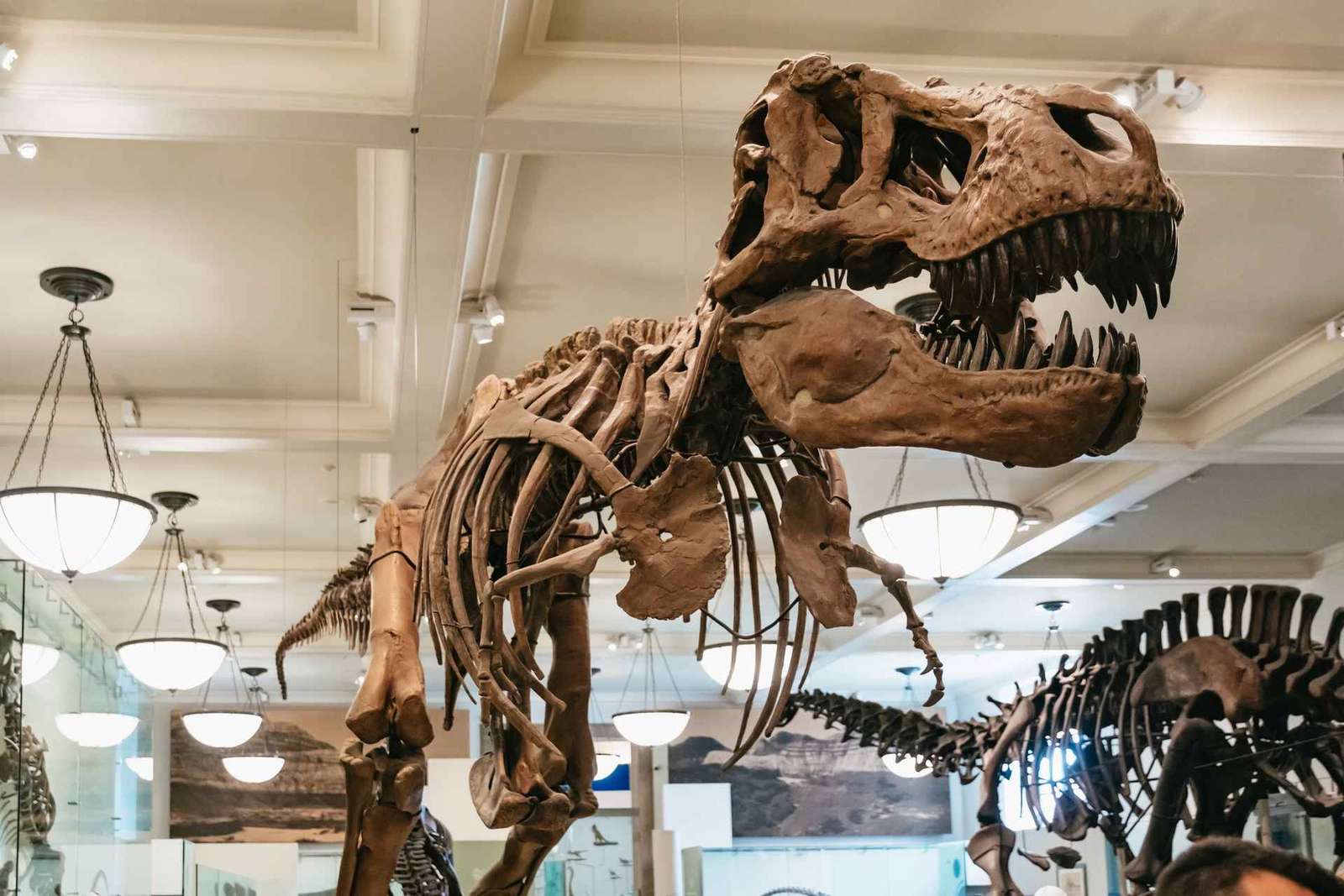 Nova Iorque: Museu Americano de História Natural Ingresso