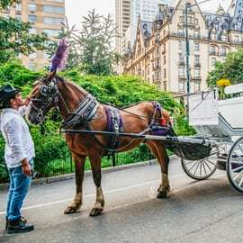 NYC: Passeio guiado de carruagem a cavalo pelo Central Park