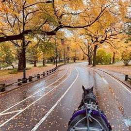 NYC: Passeio de carruagem puxada por cavalos no Central Park (até 4 adultos)