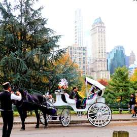 NYC: Passeio de carruagem puxada por cavalos no Central Park (até 4 adultos)