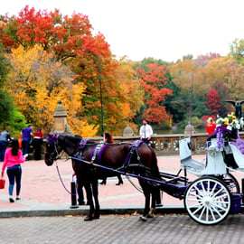 NYC: Passeio de carruagem puxada por cavalos no Central Park (até 4 adultos)