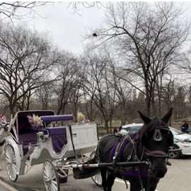 Nova Iorque: incrível passeio de carruagem e cavalo no Central Park com guia