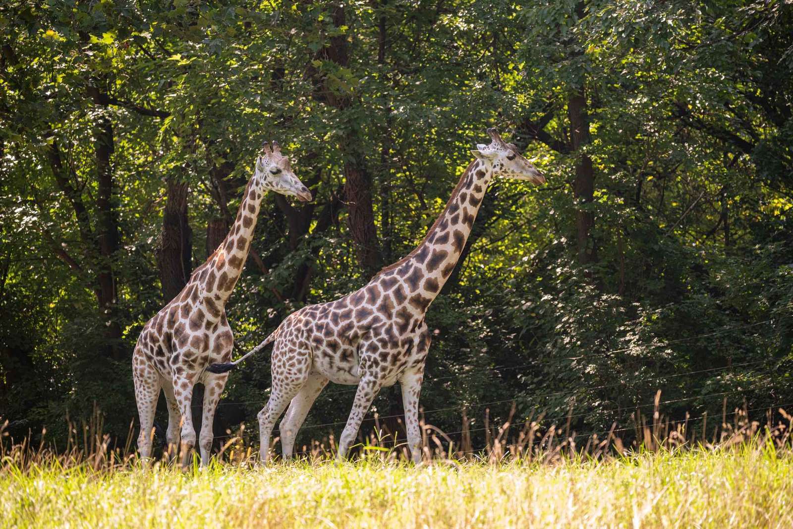 NYC: Ingresso para o Zoológico do Bronx