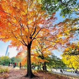Nova York: passeio guiado de bicicleta ou bicicleta elétrica no Central Park